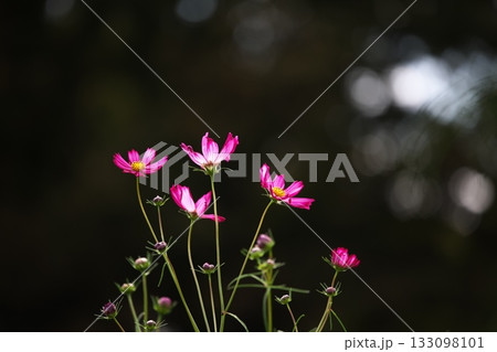 秋の花 コスモスの花 秋の花 コスモスの花 133098101