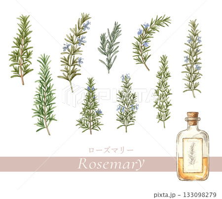 ローズマリーの植物画・精油＆アロマ 133098279