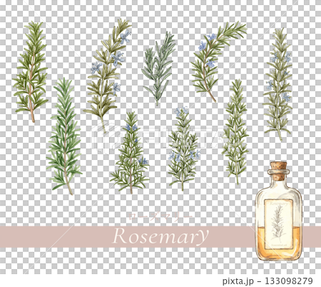 ローズマリーの植物画・精油＆アロマ 133098279
