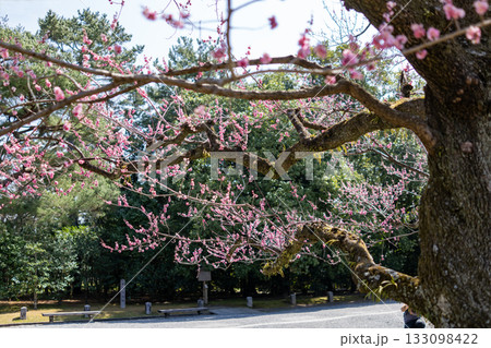 京都御苑の梅林　紅梅 133098422