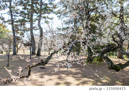 京都御苑の梅林　白梅 133098425