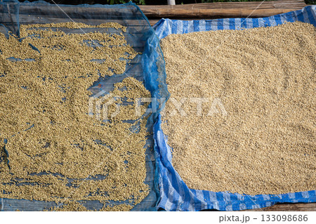 Coffee beans are spread out on a blue canvas, drying under the sun in a rural farm scene. This image conveys agricultural production, farm labor, and preparation for processing or sale. Coffee beans are spread out on a blue canvas, drying under the sun in a rural farm scene. This image conveys agricultural production, farm labor, and preparation for processing or sale. 133098686