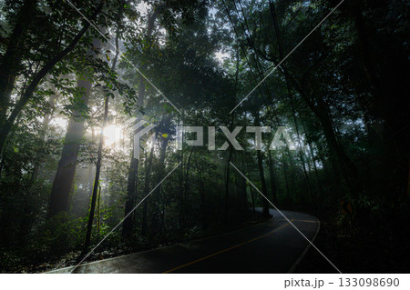The winding forest road is bathed in gentle morning mist, amidst tall trees and lush greenery, perfect for nature tourism and exploring nature. The winding forest road is bathed in gentle morning mist, amidst tall trees and lush greenery, perfect for nature tourism and exploring nature. 133098690