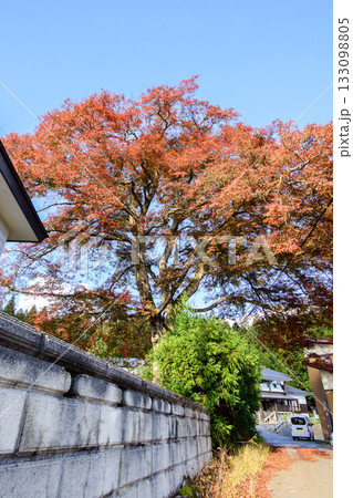 秋　泉川の大モミジ　山形県　鮭川村 133098805