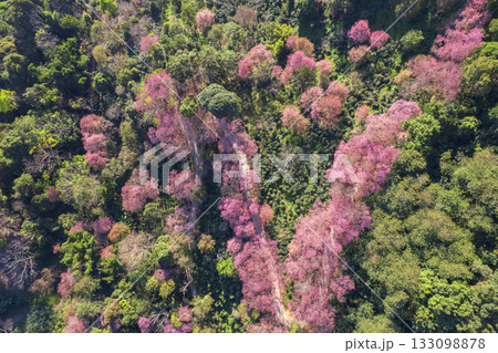 Wild Himalayan Cherry (Prunus cerasoides) or thai sakura flower 133098878