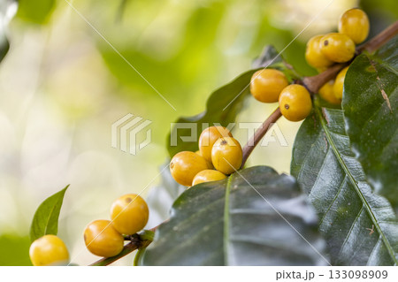 harvesting coffee berries by agriculture.  Coffee beans ripening on the tree in North of Thailand 133098909