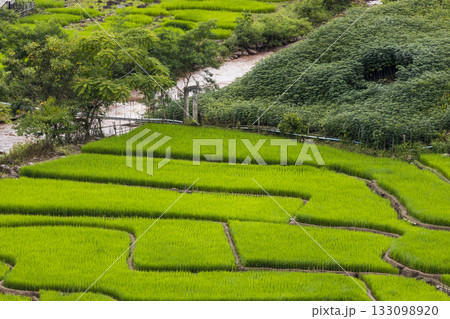 Rice Field of Farmer and sun in the morning,in Thailand Rice Field of Farmer and sun in the morning,in Thailand 133098920