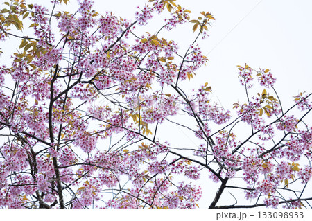 Wild Himalayan Cherry (Prunus cerasoides) or thai sakura flower 133098933
