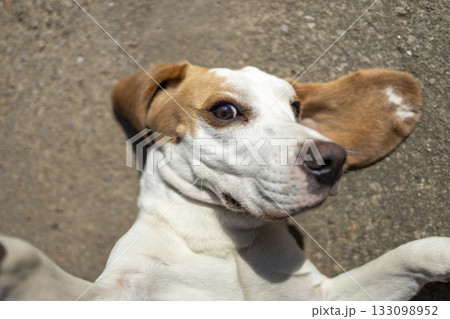 small cute beagle puppy dog looking up small cute beagle puppy dog looking up 133098952