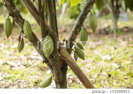 Cacao Tree (Theobroma cacao). Organic cocoa fruit pods in nature. Cacao Tree (Theobroma cacao). Organic cocoa fruit pods in nature. 133098955