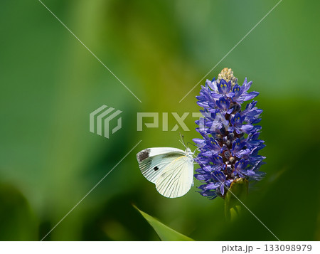 紫の花にとまるモンシロチョウ 133098979