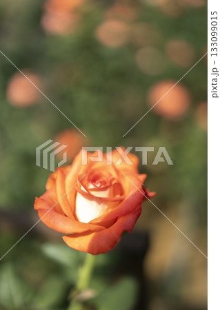 Roses flowers bloom in summer in the garden roses. Beautiful roses flowers close up. 133099015