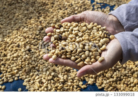 Coffee beans drying in the sun. Coffee plantations at coffee farm 133099018