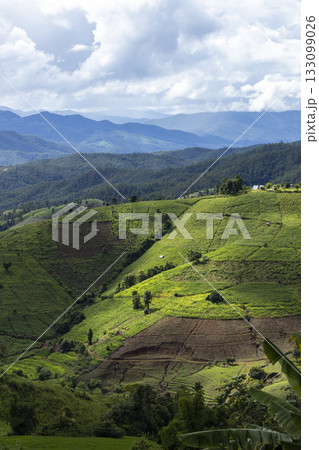 Rice Field of Farmer and sun in the morning,in Thailand Rice Field of Farmer and sun in the morning,in Thailand 133099026