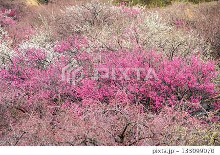 いなべ梅林の咲き誇る梅の花 いなべ梅林の咲き誇る梅の花 133099070