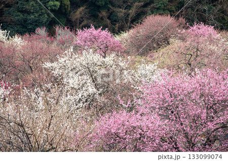 いなべ梅林の咲き誇る梅の花 133099074