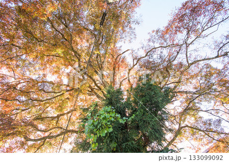 秋　美しく紅葉する泉川の大もみじ　山形県　鮭川村 133099092