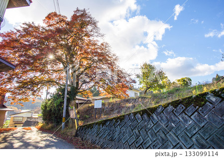 秋 赤く染まる泉川の大もみじ 山形県 鮭川村 秋 赤く染まる泉川の大もみじ 山形県 鮭川村 133099114