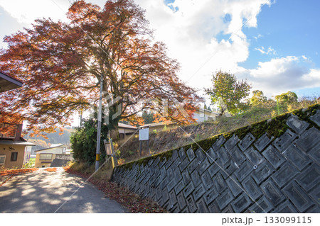 秋　美しく紅葉する泉川の大もみじ　山形県　鮭川村 133099115