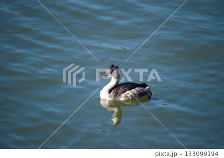 信濃川・やすらぎ堤の冠鳰(かんむりかいつぶり) 信濃川・やすらぎ堤の冠鳰(かんむりかいつぶり) 133099194