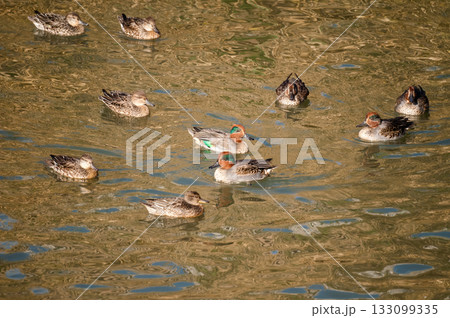 信濃川・やすらぎ堤の小鴨(こがも) 133099335
