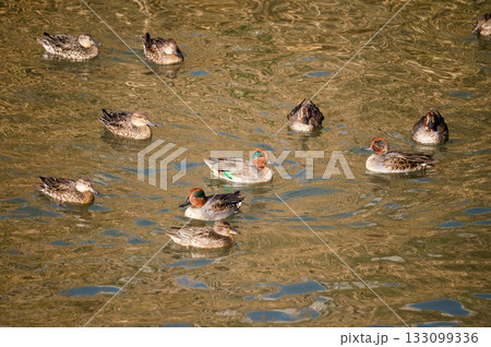 信濃川・やすらぎ堤の小鴨(こがも) 133099336