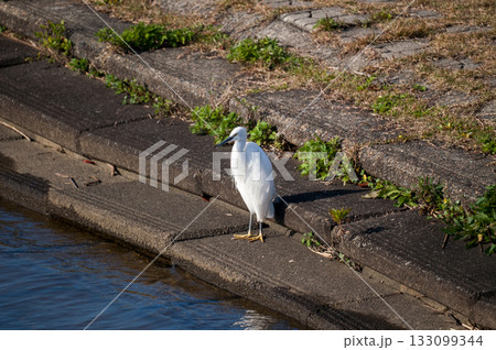 信濃川・やすらぎ堤の小鷺(こさぎ) 133099344