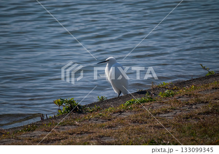 信濃川・やすらぎ堤の小鷺(こさぎ) 信濃川・やすらぎ堤の小鷺(こさぎ) 133099345