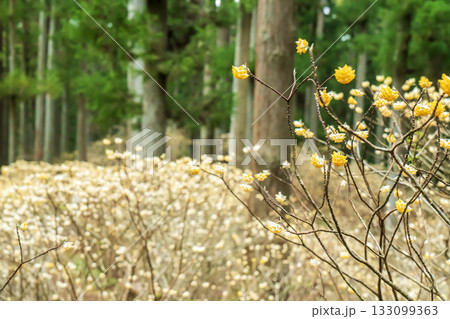 美杉のミツマタ群生地 ミツマタの黄色い花 美杉のミツマタ群生地 ミツマタの黄色い花 133099363