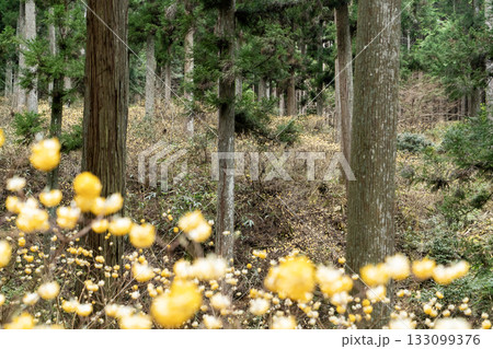 美杉のミツマタ群生地 ミツマタの黄色い花 美杉のミツマタ群生地 ミツマタの黄色い花 133099376