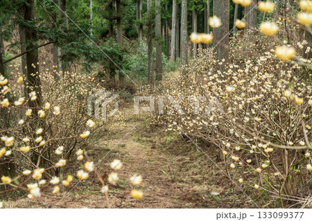 美杉のミツマタ群生地 ミツマタの黄色い花 美杉のミツマタ群生地 ミツマタの黄色い花 133099377