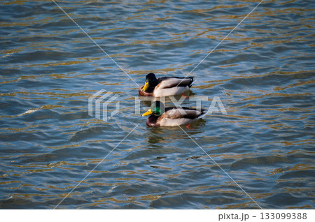 信濃川・やすらぎ堤の真鴨(まがも) 133099388