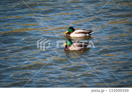 信濃川・やすらぎ堤の真鴨(まがも) 133099389