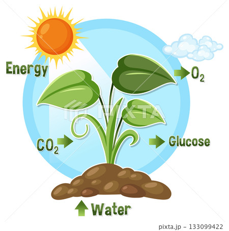 Photosynthesis Process Diagram with Sunlight, Water, and Carbon Dioxide Photosynthesis Process Diagram with Sunlight, Water, and Carbon Dioxide 133099422