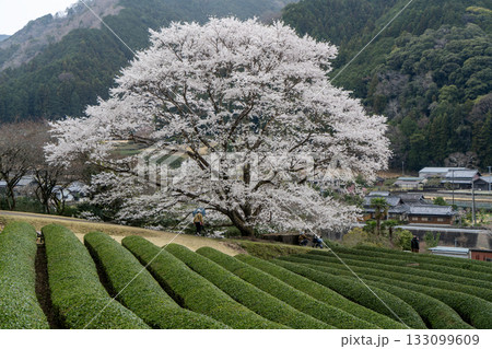 美杉町竹原の薄墨桜 美杉町竹原の薄墨桜 133099609