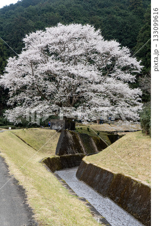美杉町竹原の薄墨桜 美杉町竹原の薄墨桜 133099616