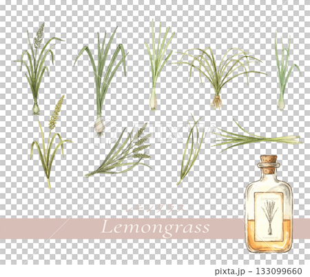 Lemongrass botanical illustration, essential oil and aroma Lemongrass botanical illustration, essential oil and aroma 133099660
