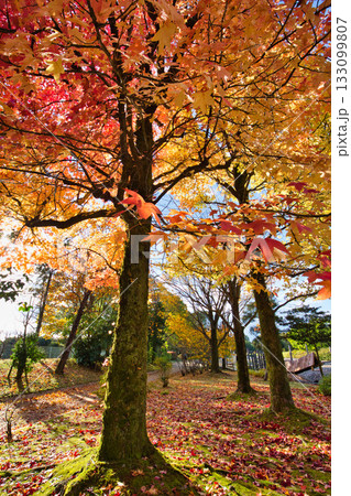 紅葉のある風景 紅葉のある風景 133099807