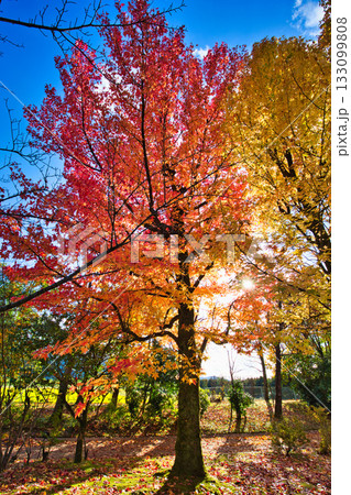 紅葉のある風景 紅葉のある風景 133099808
