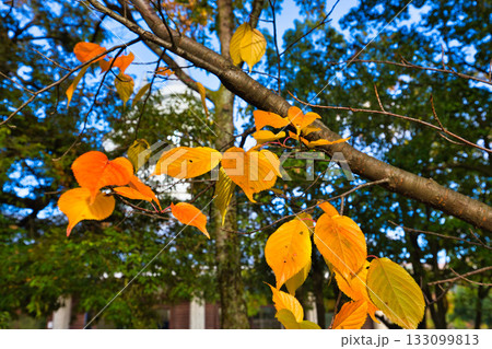 紅葉のある風景 紅葉のある風景 133099813