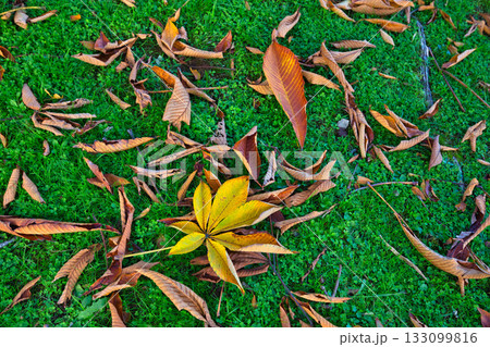 紅葉のある風景 133099816