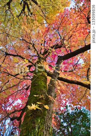 紅葉のある風景 133099836