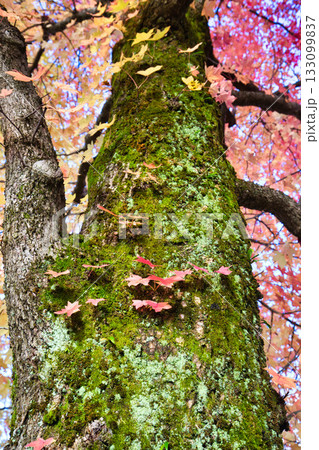 紅葉のある風景 133099837