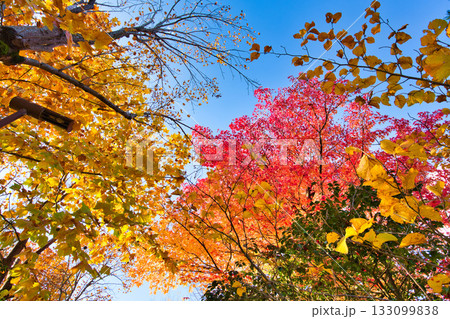 紅葉のある風景 133099838