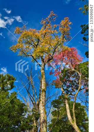 紅葉のある風景 紅葉のある風景 133099847