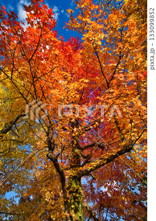 紅葉のある風景 紅葉のある風景 133099852