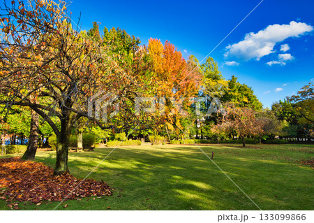 紅葉のある風景 133099866