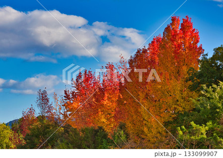 紅葉のある風景 紅葉のある風景 133099907