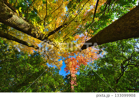 紅葉のある風景 紅葉のある風景 133099908