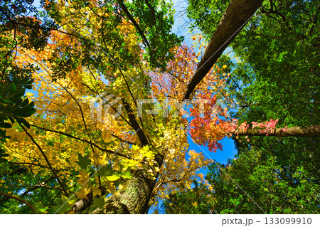 紅葉のある風景 133099910